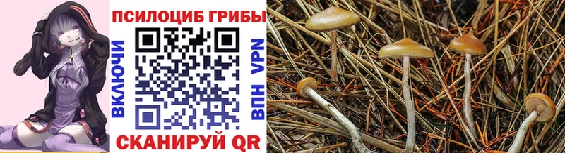Купить закладки  Мглин  Псилоцибиновые грибы Cubensis 